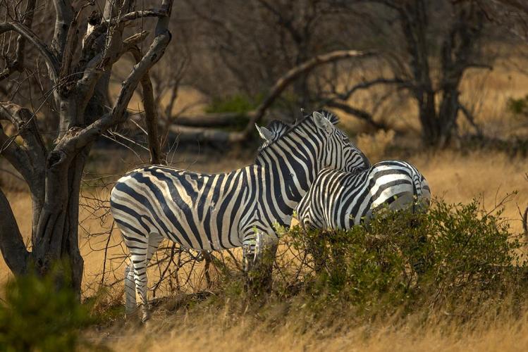 WEB_JN_2023_BOTSWANA_2221