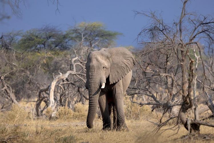 WEB_JN_2023_BOTSWANA_5710
