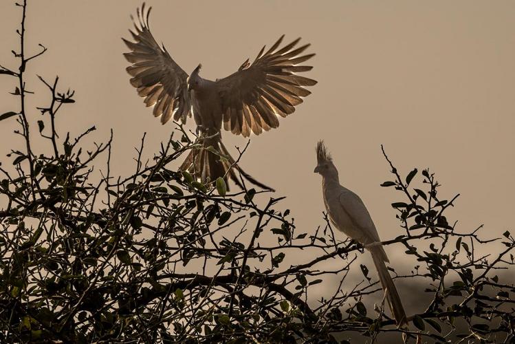 WEB_JN_2023_BOTSWANA_6605
