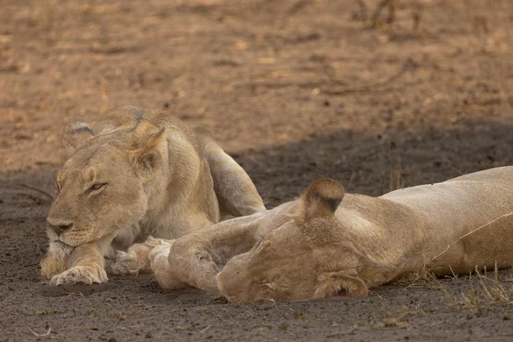 WEB_JN_2023_CHOBE_0041