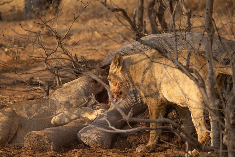 WEB_JN_2023_CHOBE_0058