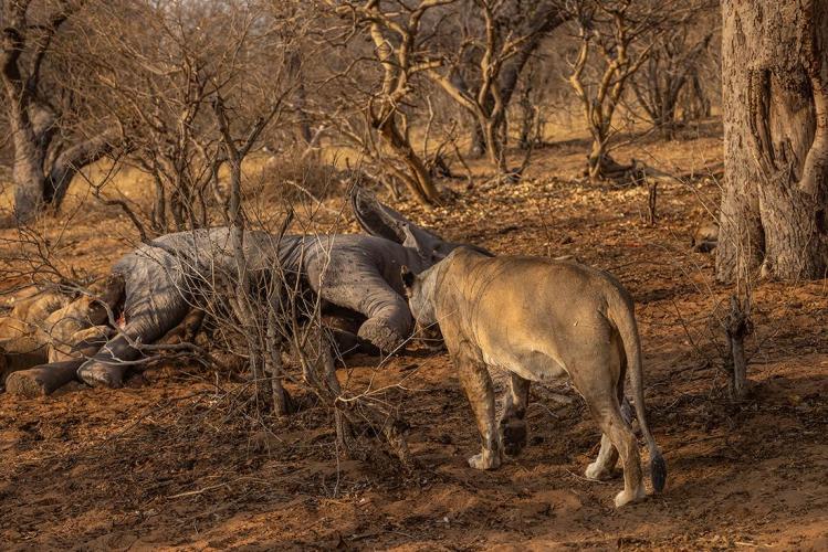 WEB_JN_2023_CHOBE_0094