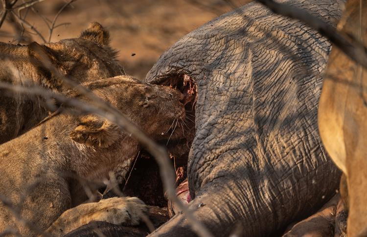 WEB_JN_2023_CHOBE_0105