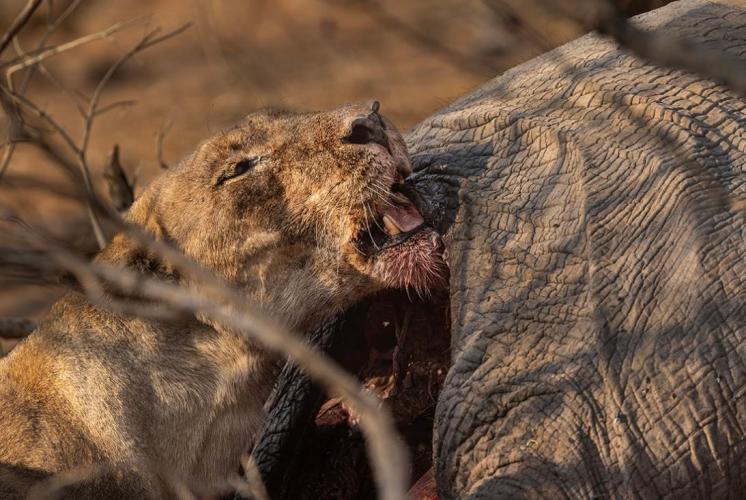 WEB_JN_2023_CHOBE_0204