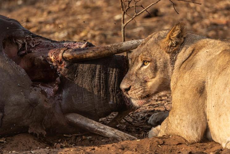 WEB_JN_2023_CHOBE_0234
