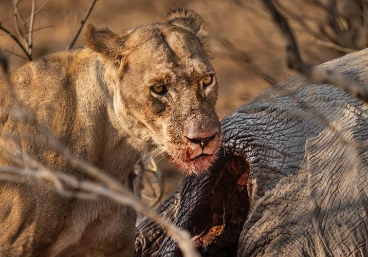 WEB_JN_2023_CHOBE_0293