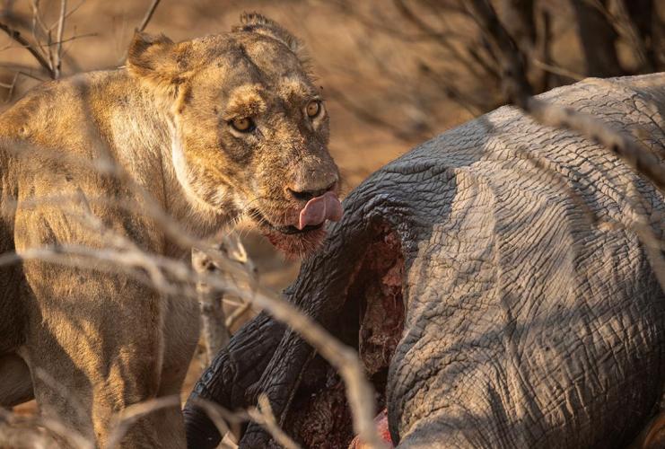 WEB_JN_2023_CHOBE_0324