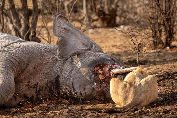 WEB_JN_2023_CHOBE_0386