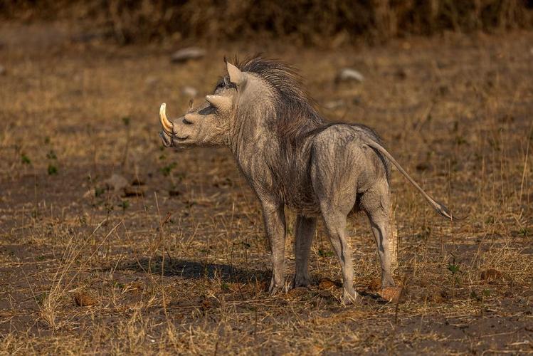WEB_JN_2023_CHOBE_0453