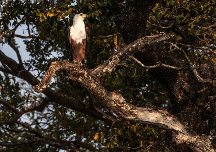 WEB_JN_2023_CHOBE_5558