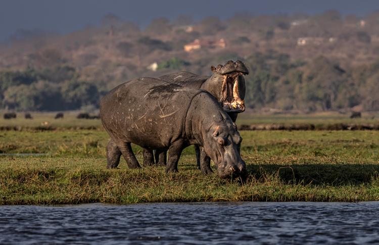 WEB_JN_2023_CHOBE_7111