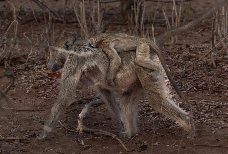 WEB_JN_2023_CHOBE_9685