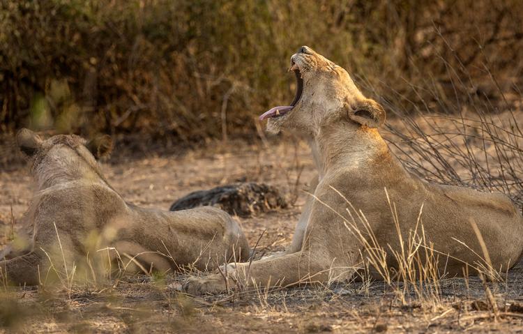 WEB_JN_2023_CHOBE_9936
