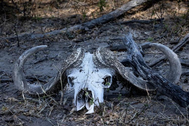 WEB_JN_2023_OKAVANGO_1168