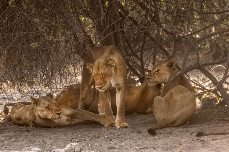 WEB_JN_2024_BOTSWANA_8329