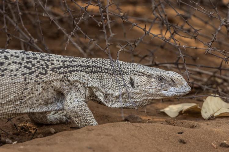 WEB_JN_2024_BOTSWANA_8564